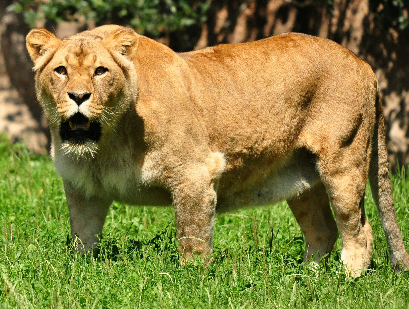 Was ist das denn ??????? Foto & Bild tiere, zoo, wildpark & falknerei