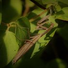 Was ist das denn für ein Stöckchen im Fliederbusch