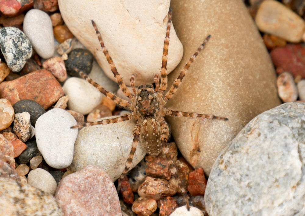 Was ist das führ eine Spinne?