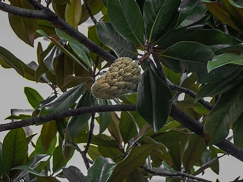 Was ist das für ein Baum ?