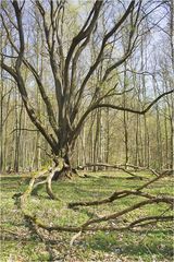 Was ist das für ein Baum???