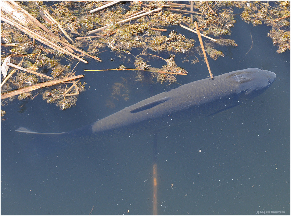 Was ist das für ein Fisch