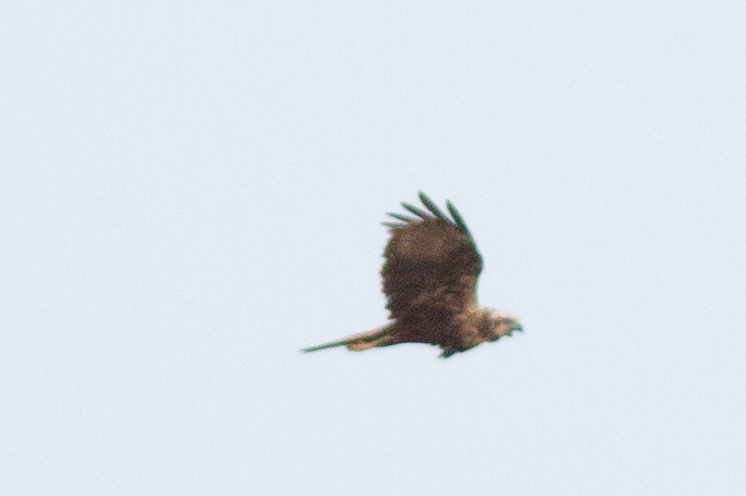 was ist das für ein Greifvogel, Neufelder See im Schilf