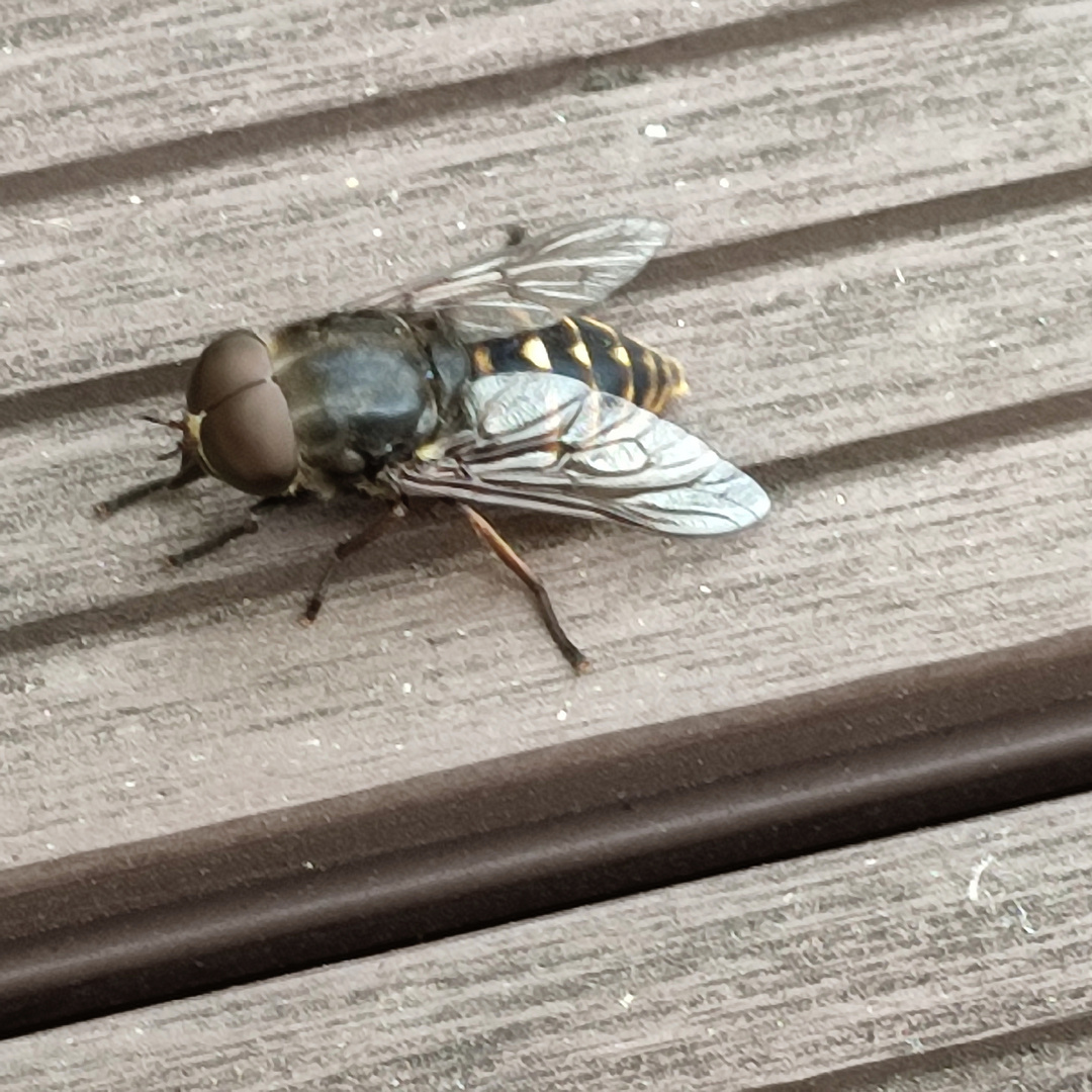 Was ist das für ein Insekt? ist eben auf meiner Terrasse gelandet