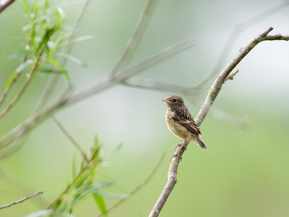 Was ist das für ein Jungvogel?