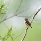 Was ist das für ein Jungvogel?