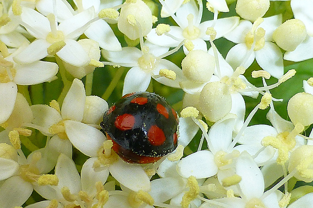 Was ist das für ein Käfer?