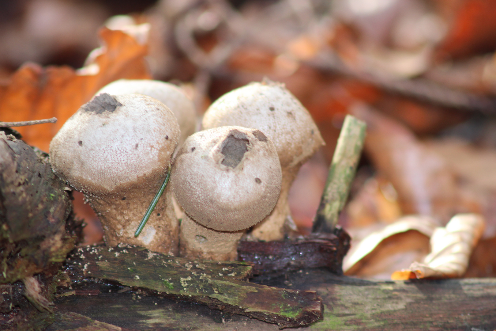 Was ist das für ein Pilz