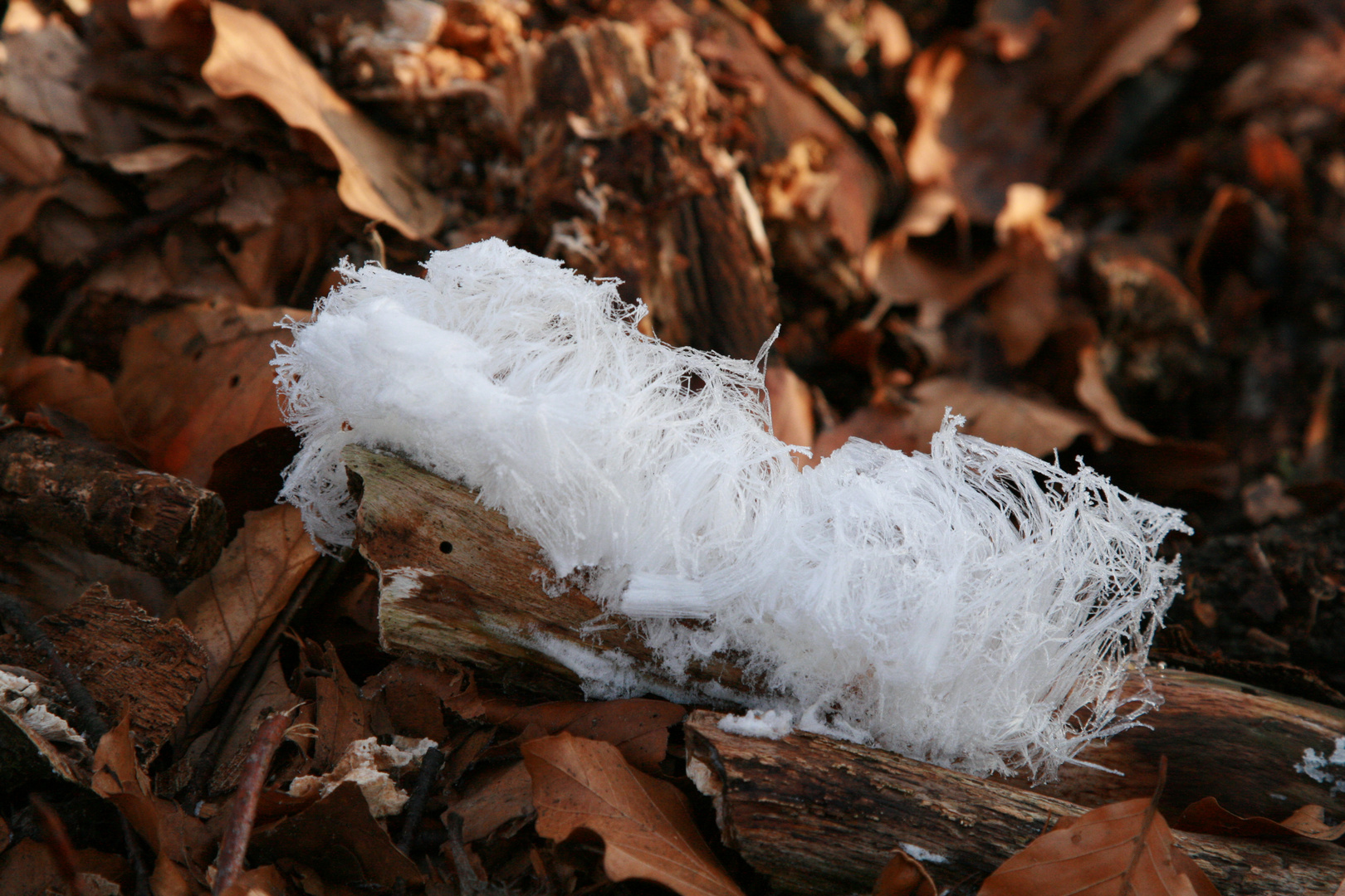 was ist das für ein Pilz ?