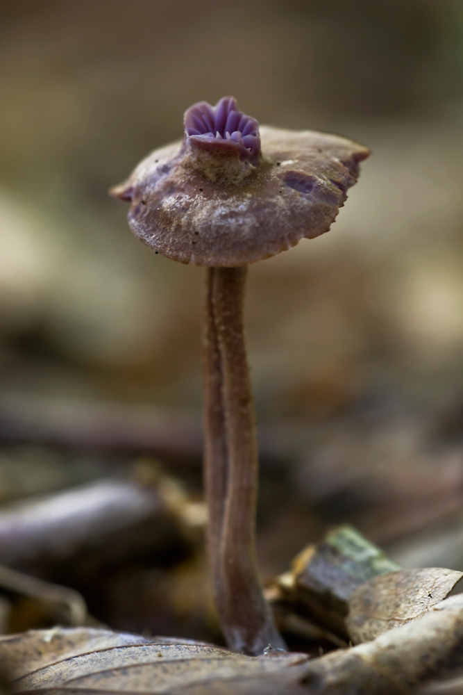 Was ist das für ein Pilz?