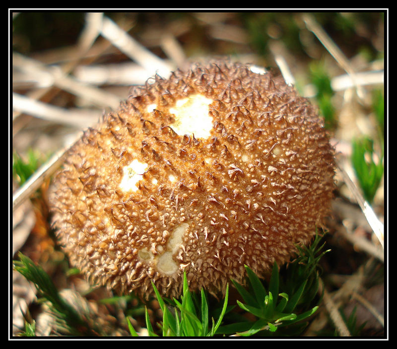 Was ist das für ein Pilz???