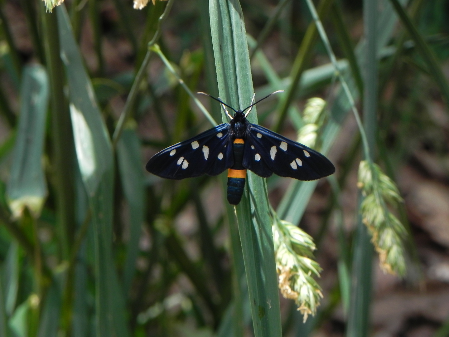 Was ist das für ein Schmetterling????