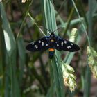 Was ist das für ein Schmetterling????