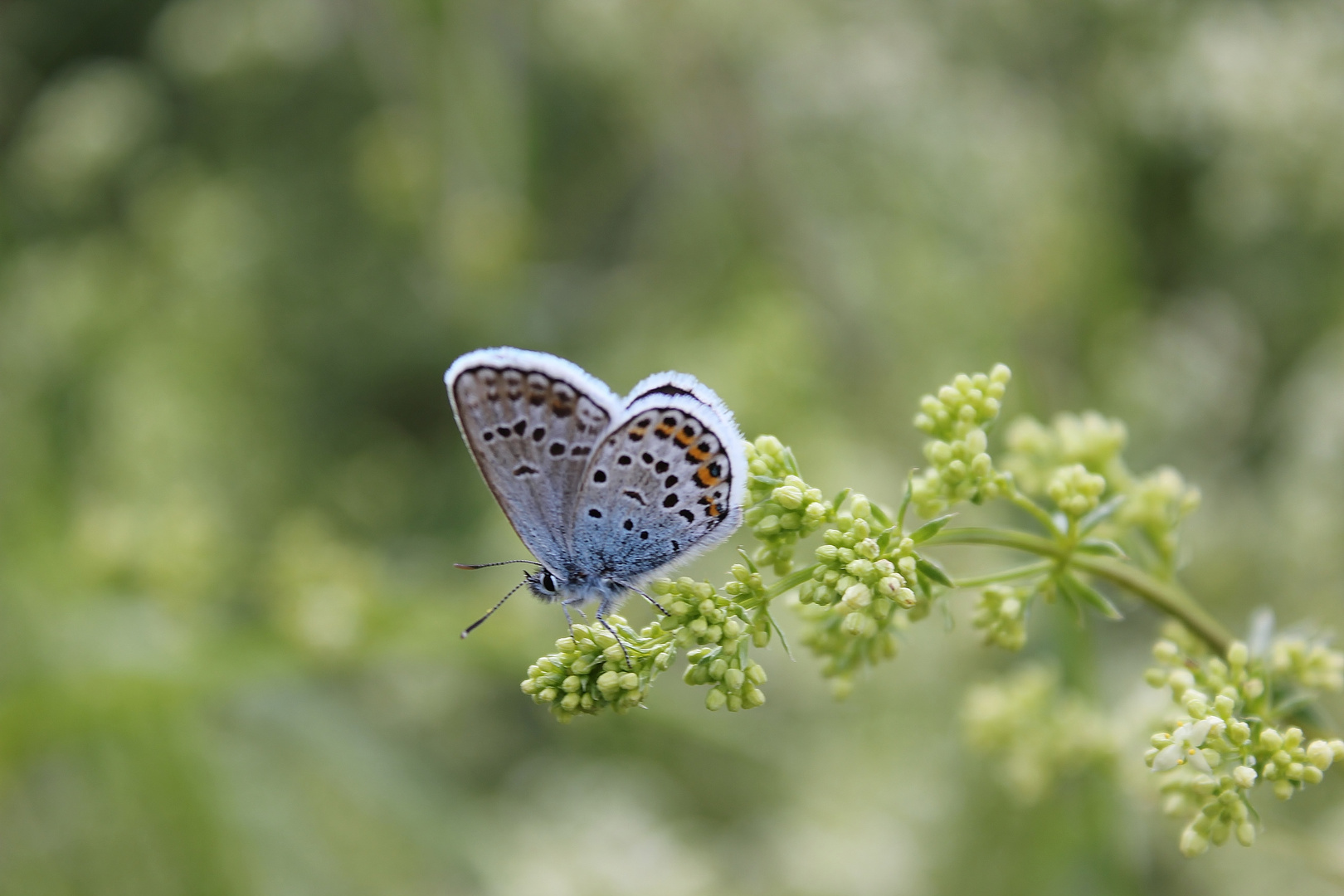 Was ist das für ein Schmetterling ?