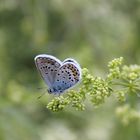 Was ist das für ein Schmetterling ?