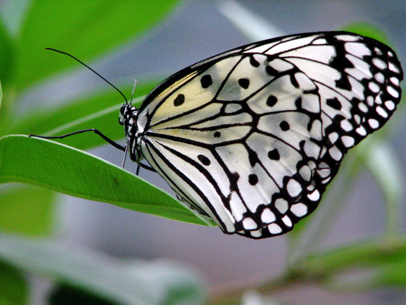 was ist das für ein schmetterling?