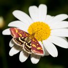 Was ist das für ein Schmetterling?