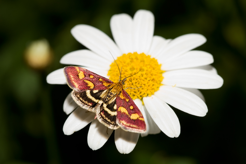 Was ist das für ein Schmetterling?