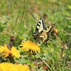 Was ist das für ein Schmetterling?