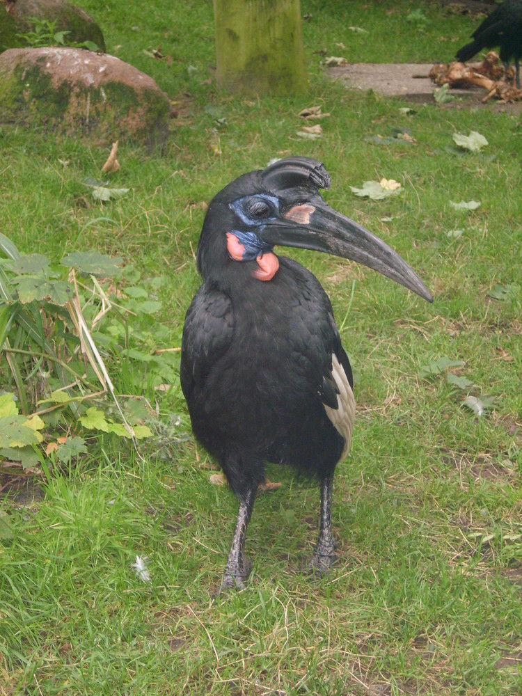 Was ist das für ein seltsamer Vogel?