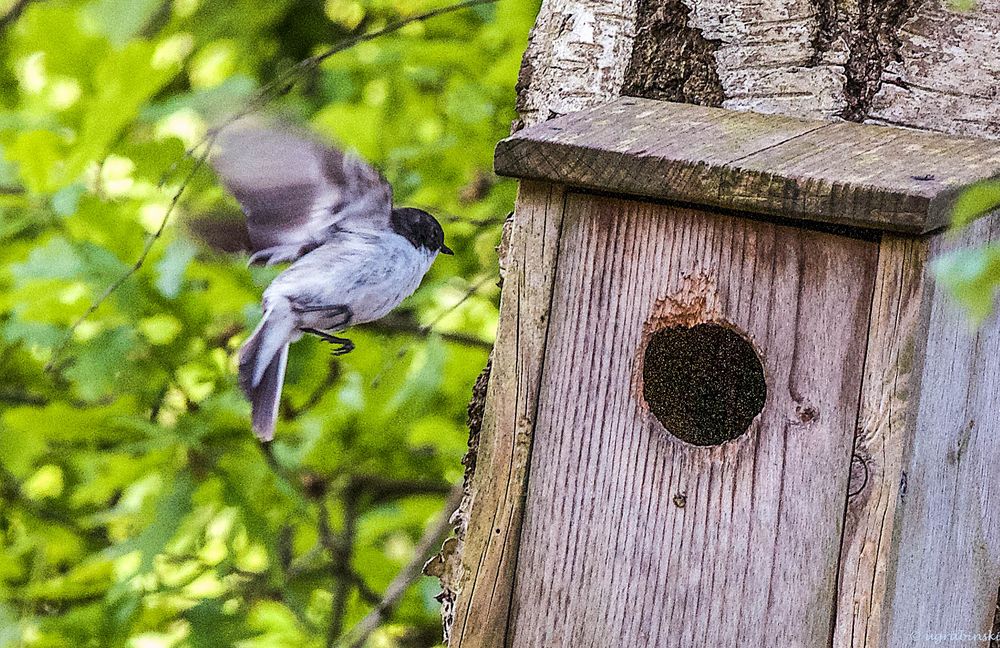 was ist das für ein Singvogel ?