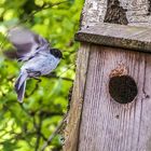 was ist das für ein Singvogel ?