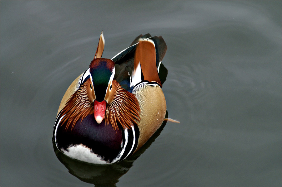 Was ist das für ein Tier? Foto & Bild tiere, wildlife, wild lebende vögel Bilder auf
