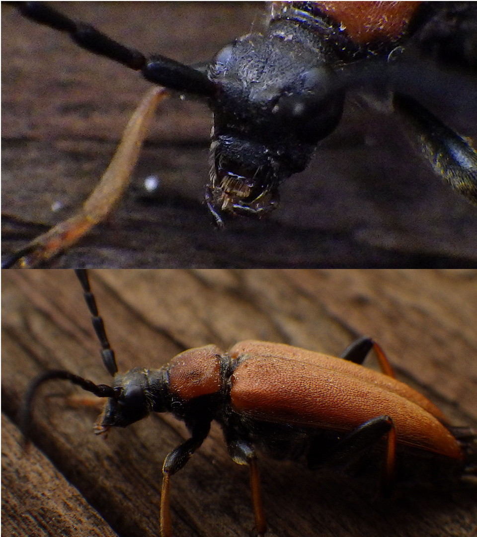 Was ist das für ein Tier ? Foto & Bild tiere, wildlife, insekten Bilder auf