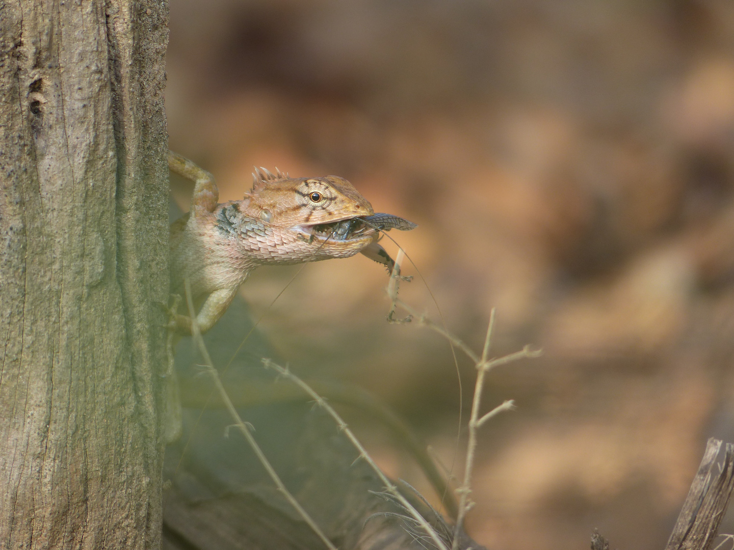 Was ist das für ein Tier? Foto & Bild reptil Bilder auf