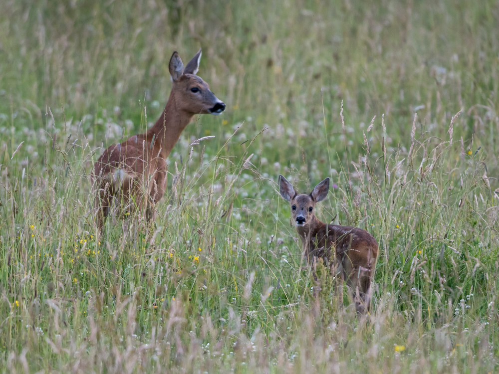 Was ist das für ein Tier Mama Foto & Bild wildlife, reh, natur Bilder auf