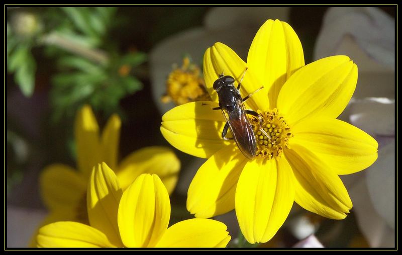 Was ist das für ein Tier ??? ;o)) Foto & Bild tiere, wildlife, insekten Bilder auf