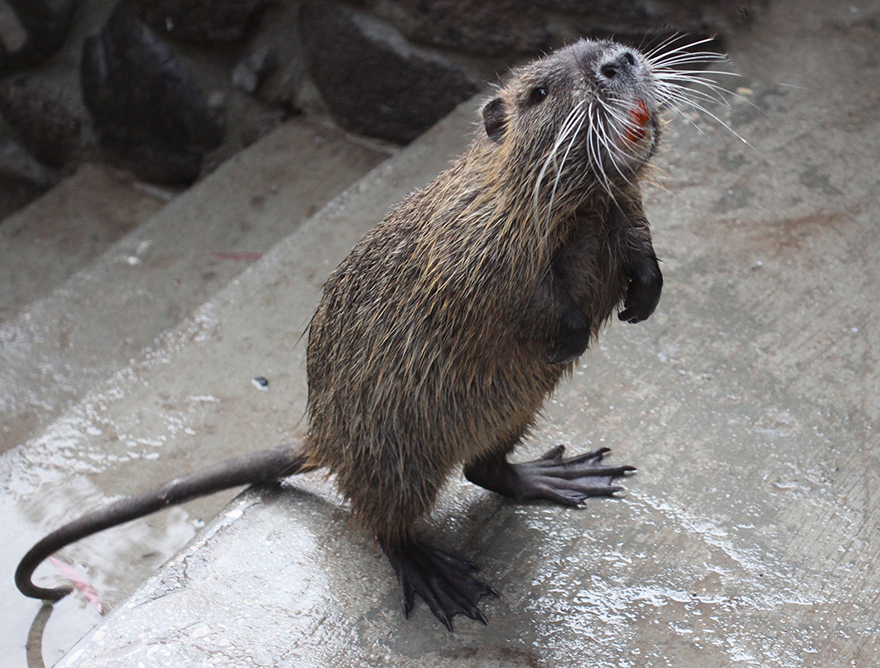 Was ist das für ein Tierchen?  (ein Nutria)