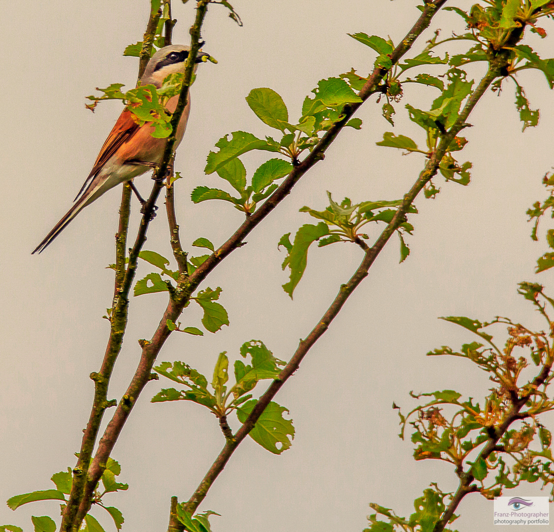 was ist das für ein Vogel?