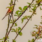 was ist das für ein Vogel?