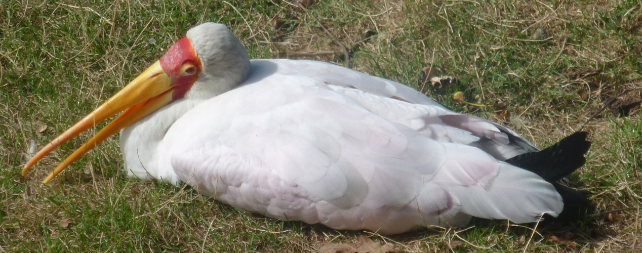 Was ist das für ein Vogel?