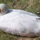 Was ist das für ein Vogel?