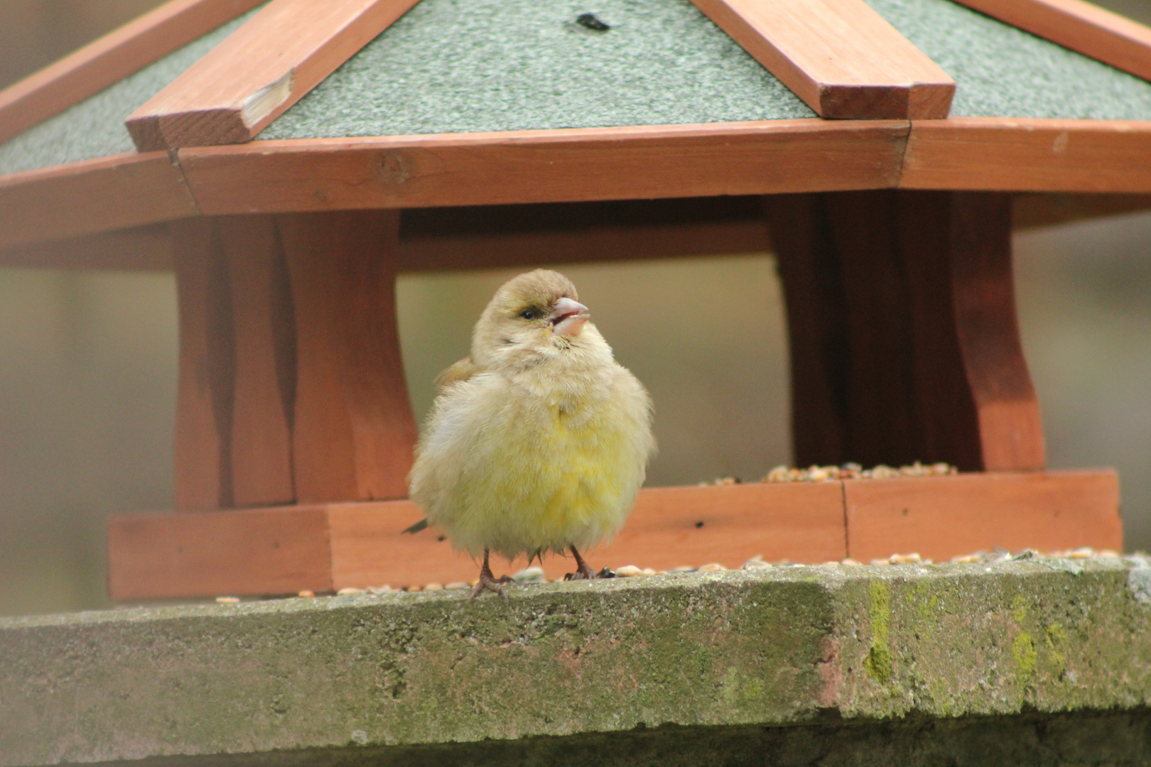 Was ist das für ein Vogel