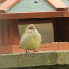 Was ist das für ein Vogel