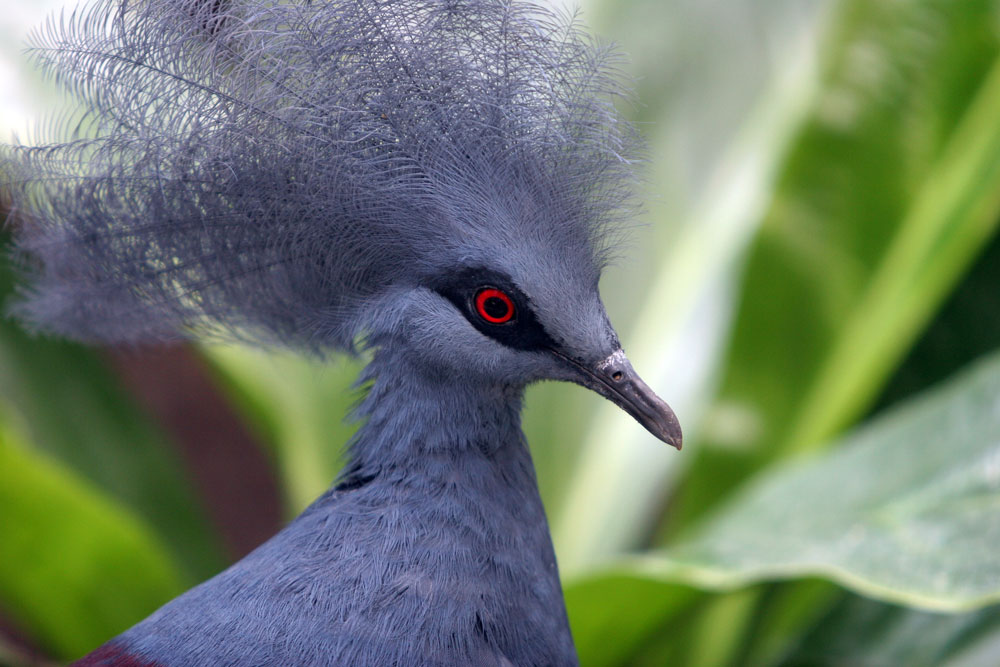 Was ist das für ein Vogel?