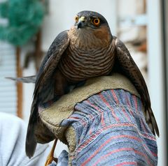 Was ist das für ein Vogel?