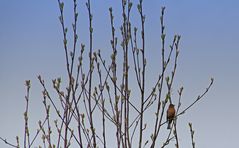 Was ist das für ein Vogel?