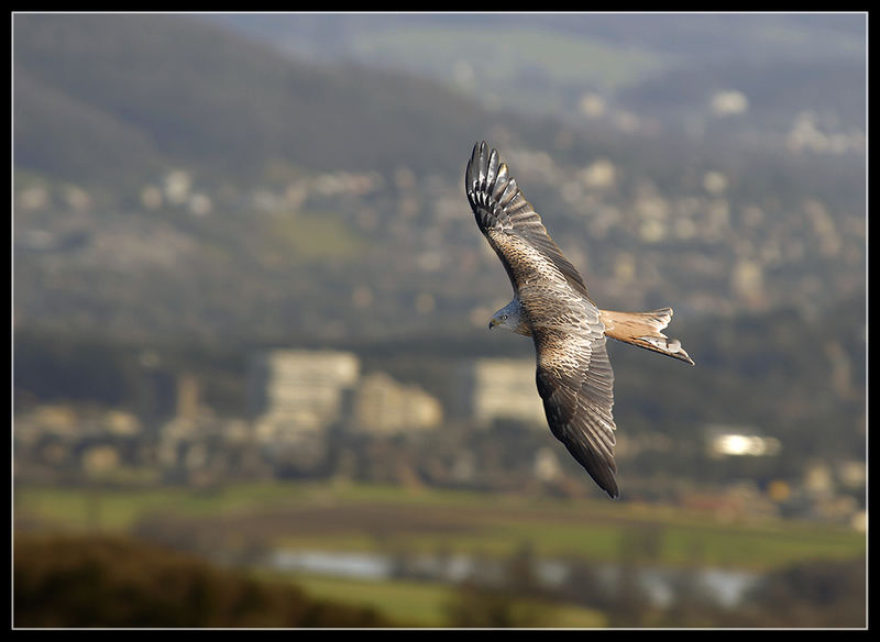 Was ist das für ein Vogel?