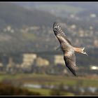 Was ist das für ein Vogel?