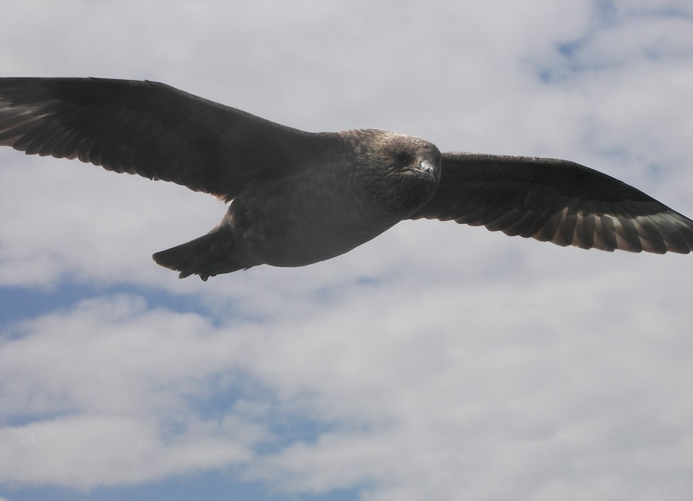 Was ist das für ein Vogel?