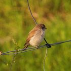 was ist das für ein Vogel ?