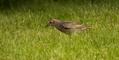 Was ist das für ein Vogel?