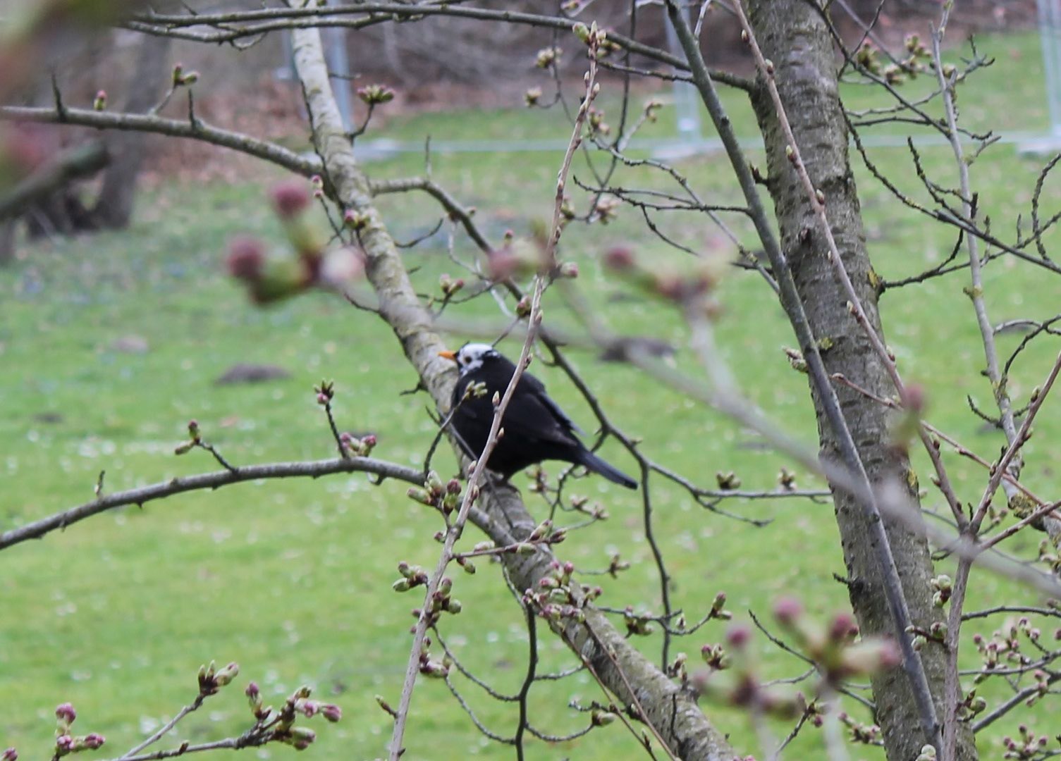 Was ist das für ein Vogel