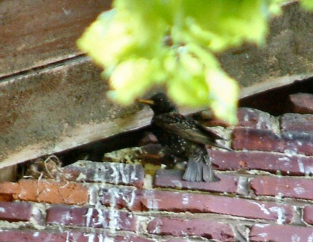 Was ist das für ein Vogel?