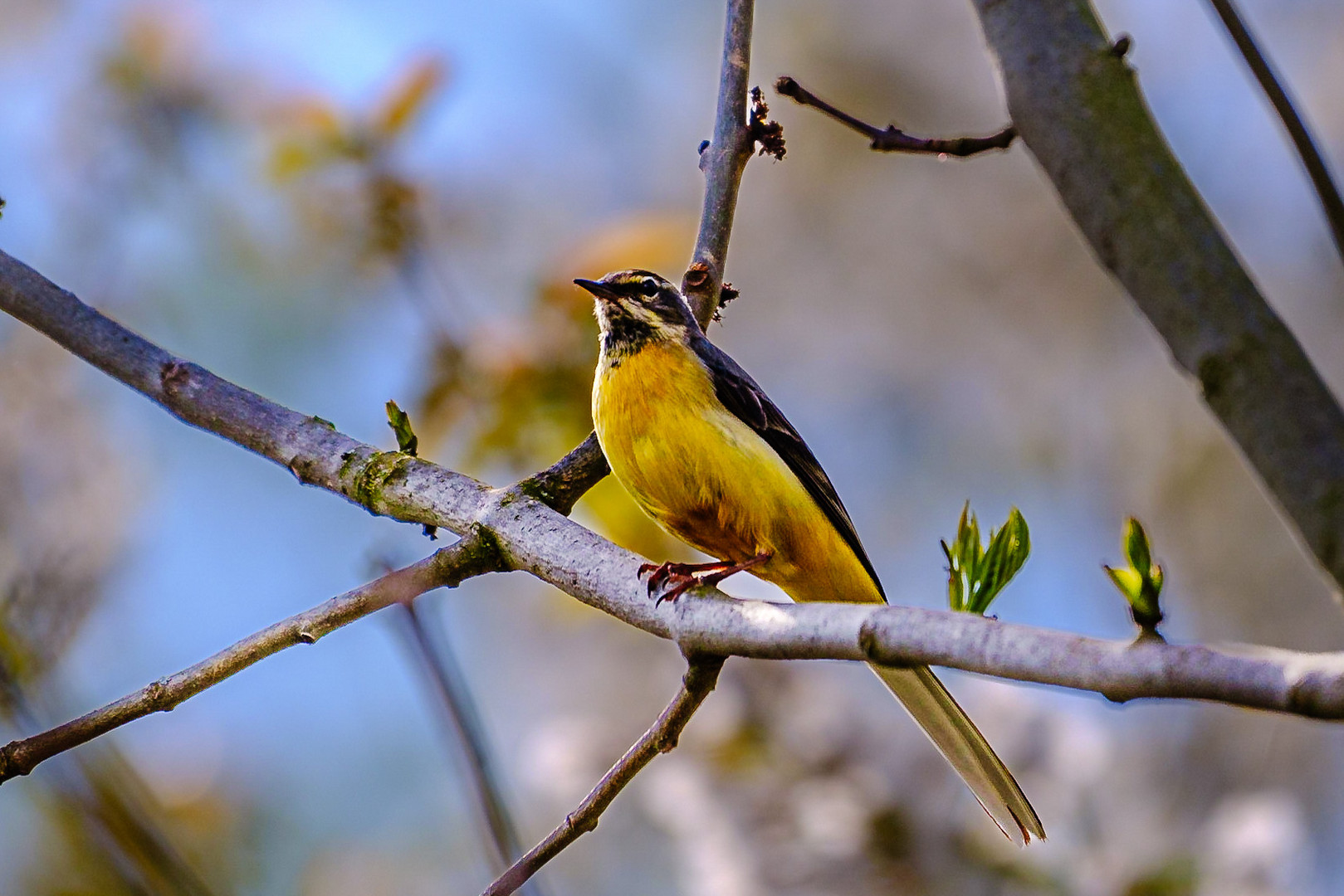 Was ist das für ein Vogel? Foto & Bild tiere, wildlife, wild lebende vögel Bilder auf