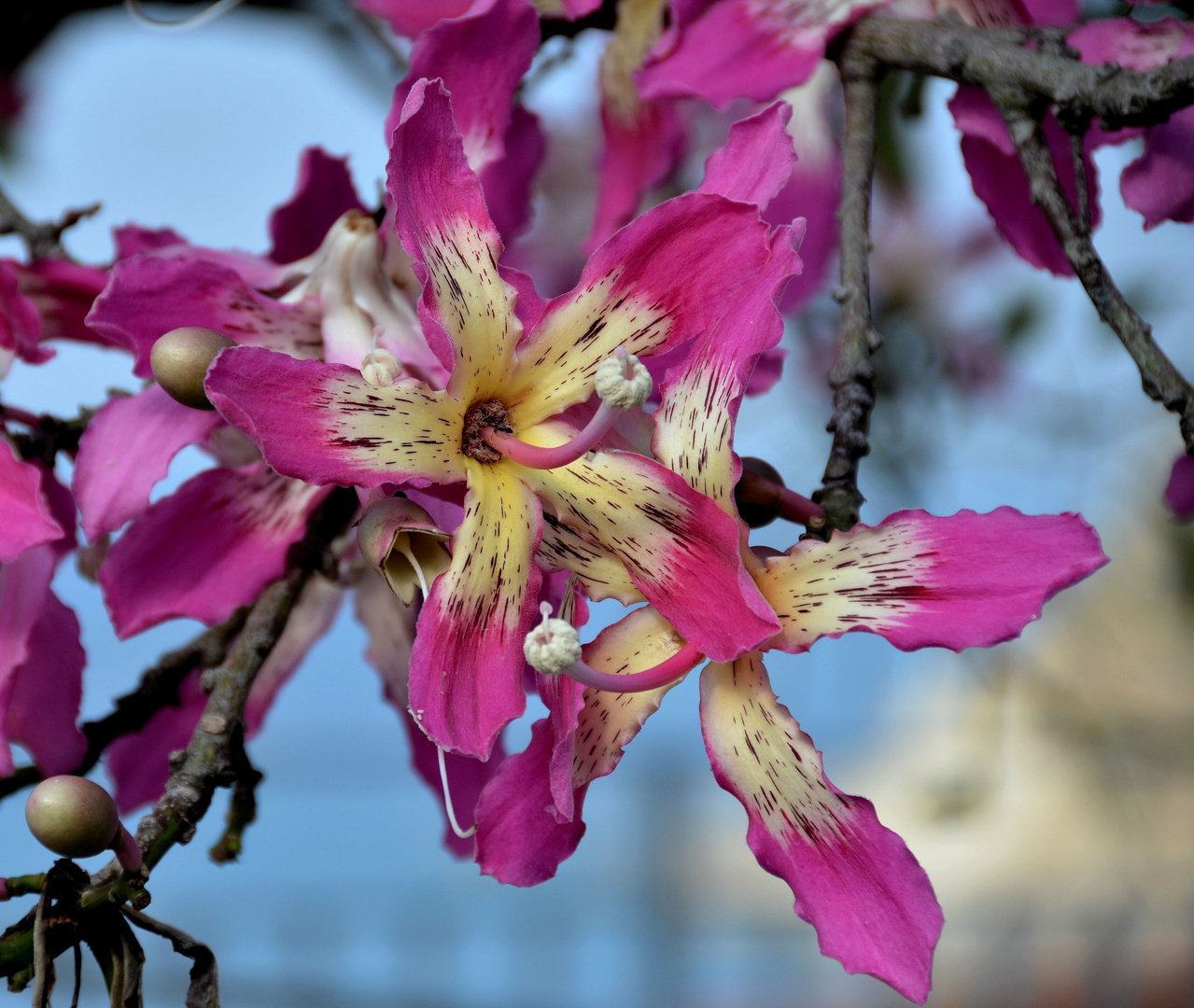 Was ist das für eine Blüte?